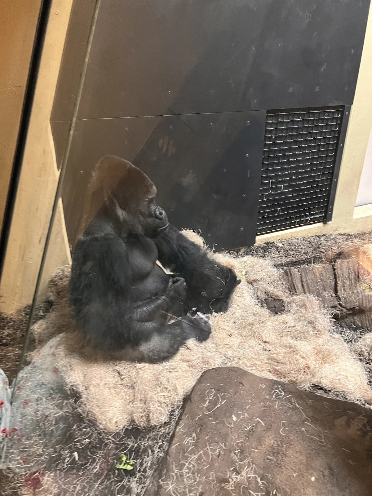 African Forest gallery 5