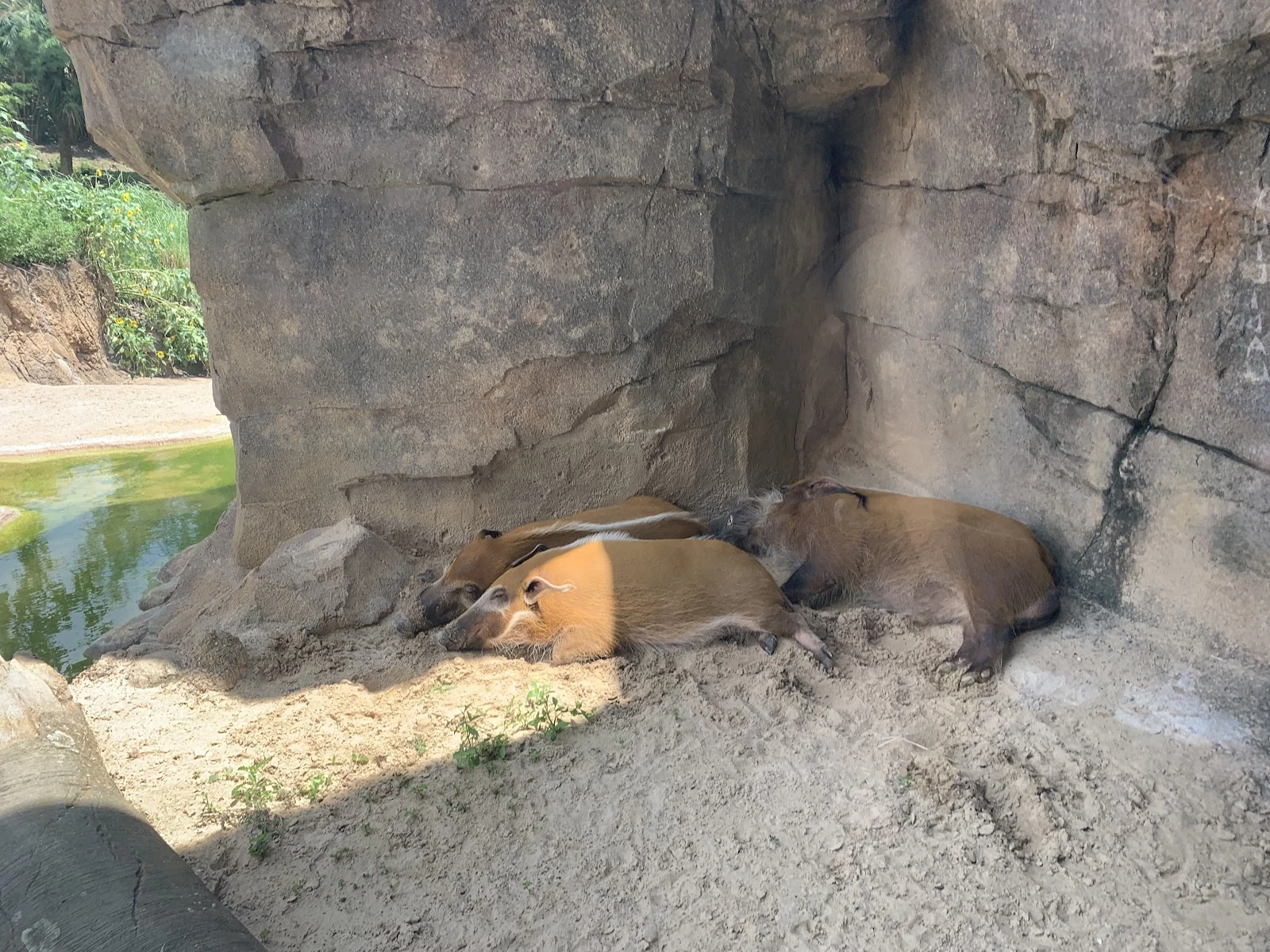 African Forest gallery 6