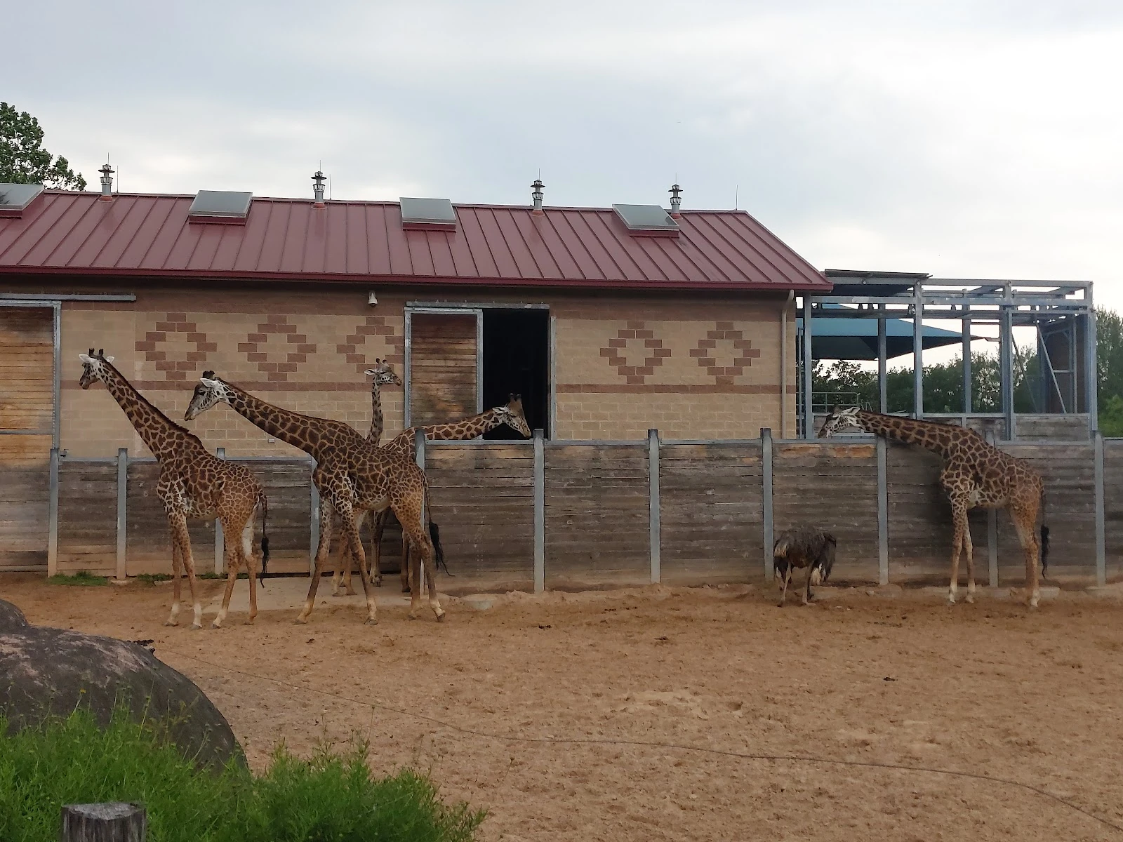 African Forest gallery 2