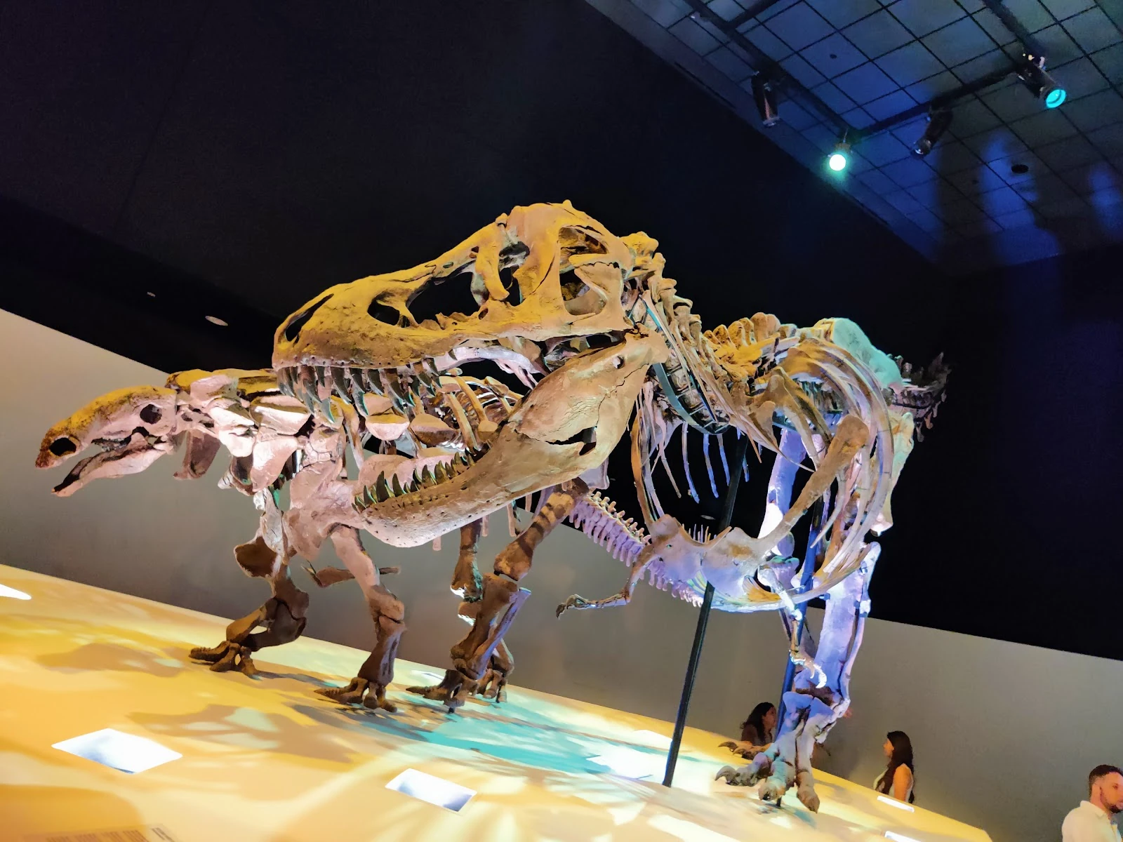 Houston Museum of Natural Science gallery 4