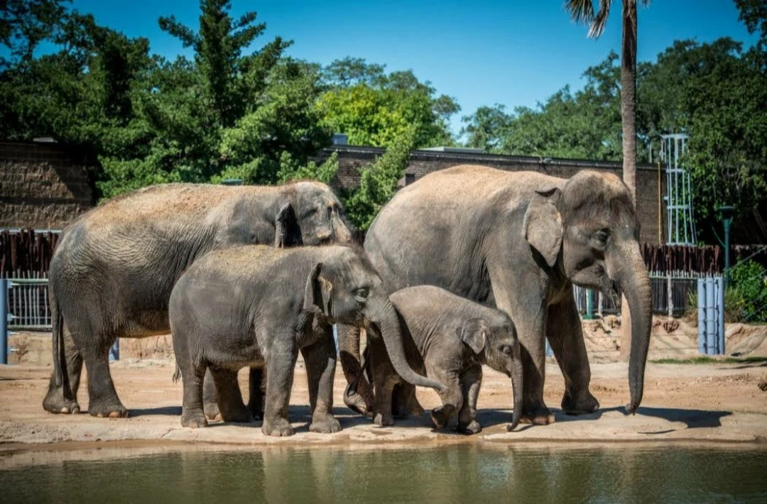 Houston Zoo gallery 5