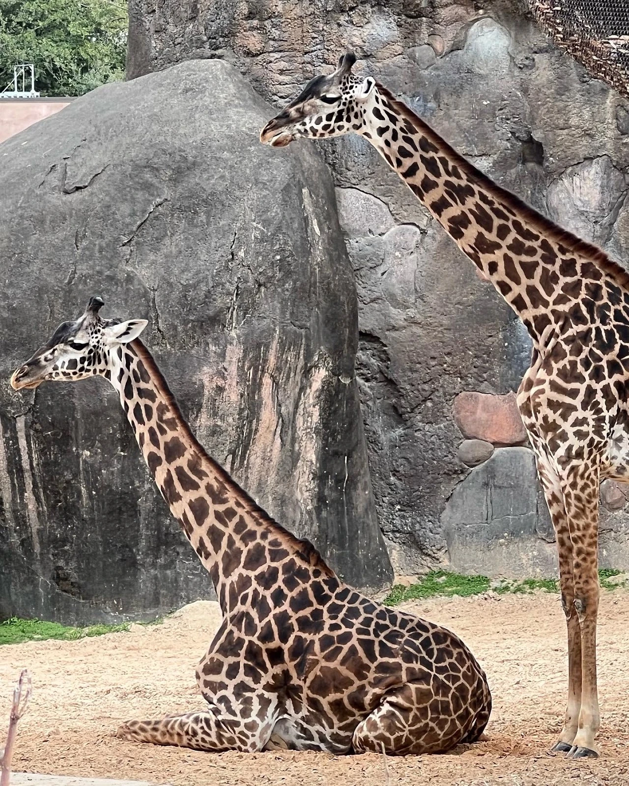 Houston Zoo gallery 3