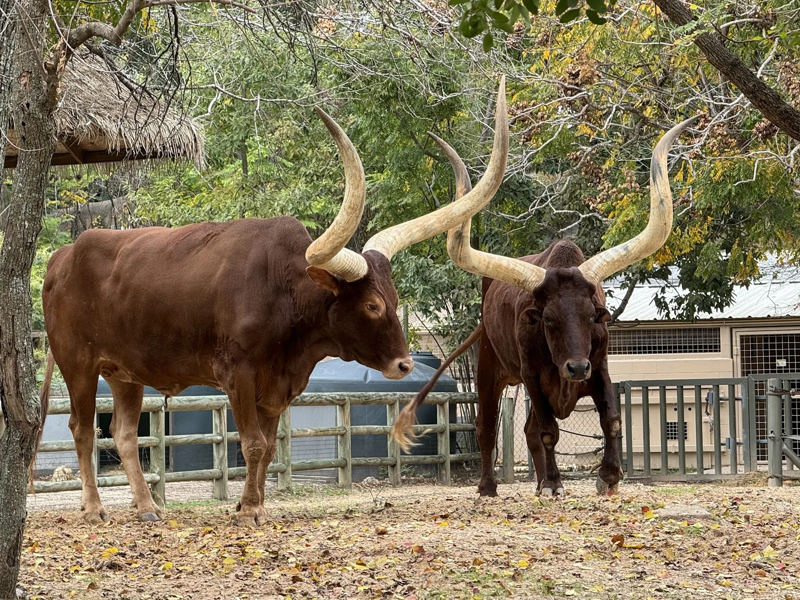 Houston Zoo gallery 6